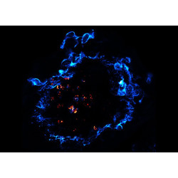 abberior CELLS 2 color, Endosomes - STAR RED, Actin - STAR 580