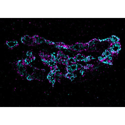 abberior CELLS 2 color, Golgi - STAR RED, Golgi Membrane - STAR ORANGE