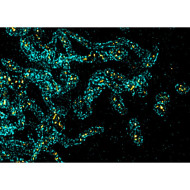 abberior CELLS 2 color, Mitochondria - STAR RED, dsDNA - STAR ORANGE