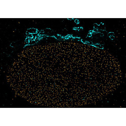 abberior CELLS 2 color, NPC - STAR RED, Golgi - STAR ORANGE