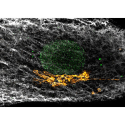 abberior CELLS 3 color, NPC - STAR RED, Golgi - STAR ORANGE, Vim - STAR GREEN