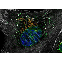 abberior CELLS 4 color, NPC - STAR RED, Golgi - STAR ORANGE, Phalloidin - STAR GREEN, DAPI