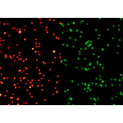 abberior NANOPARTICLES, GOLD 150 nm, 2C FLUOR 120 nm
