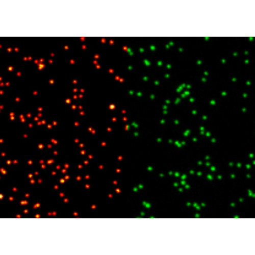 abberior NANOPARTICLES, GREEN FLUOR 40 nm