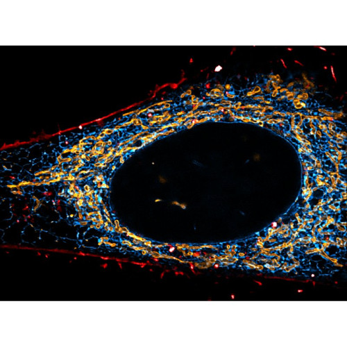 abberior CELL LINE, Mito-SNAP / ER-Halo