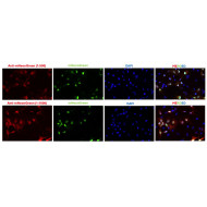 Anti-mNeonGreen Antibody