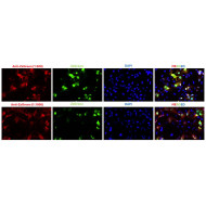Anti-ZsGreen Antibody