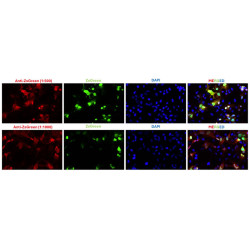 Anti-ZsGreen Antibody