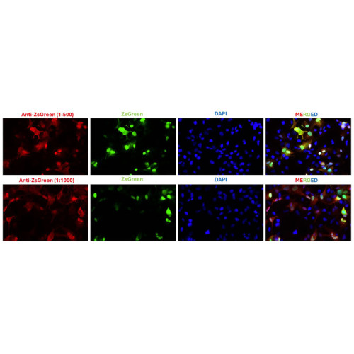 Anti-ZsGreen Antibody