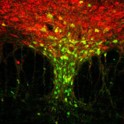Anti-Green Fluorescent Protein (GFP) Antibody