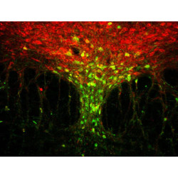 Anti-Green Fluorescent Protein (GFP) Antibody