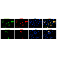 Anti-mKate2 Antibody