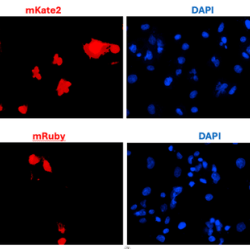Anti-mKate2 Antibody