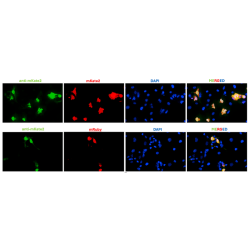 Anti-mKate2 Antibody