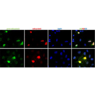 Anti-mScarlet3 Antibody