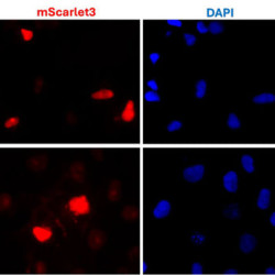 Anti-mScarlet3 Antibody