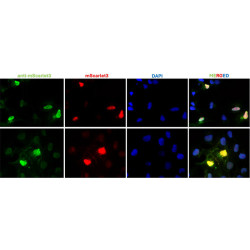 Anti-mScarlet3 Antibody