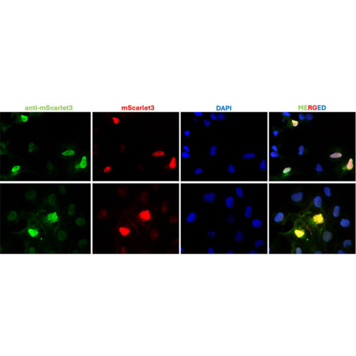 Anti-mScarlet3 Antibody
