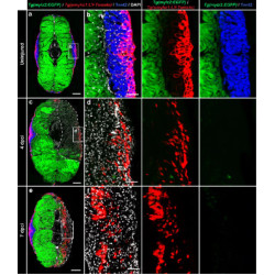 Anti-mCherry Antibody