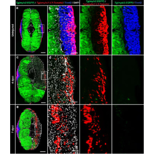 Anti-mCherry Antibody