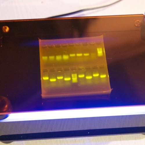 blueBox™ S Transilluminator with Imaging Hood